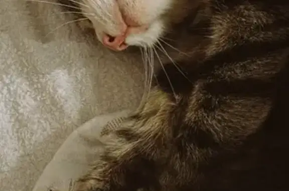 Кошка найдена: Комсомольский пр-т, 1П