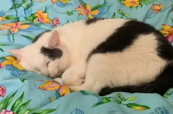 Кошки потеряшки, , фото: Потеряшка кошка, ул. Ворошилова, 107