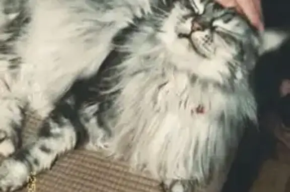 Пропала кошка, Советская 88, Серпухов