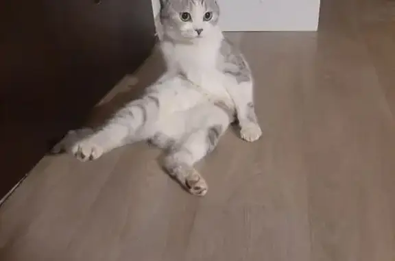 Британская кошка найдена на Кинешемском, 28