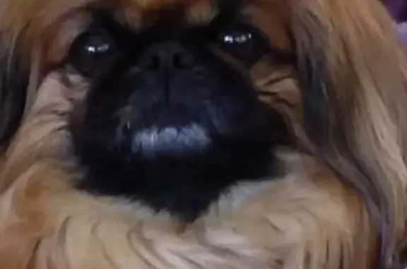 Пропала собака, ул. Музрукова 2, Озёрск