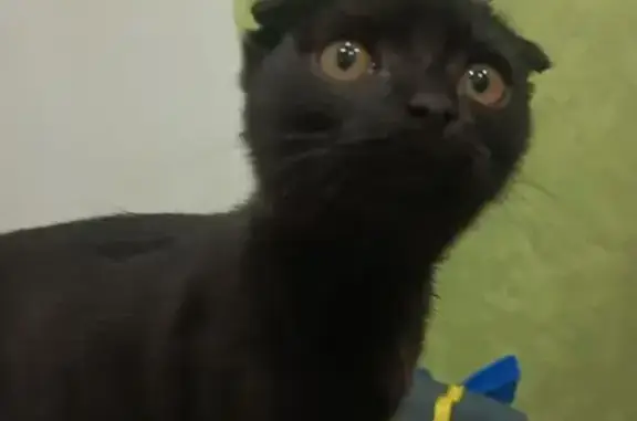 Кошка найдена, Абаканская 41, Минусинск