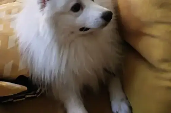 Собаки потеряшки, Екатеринбург, фото: Потеряшка собака у магазина на Луначарского, 221