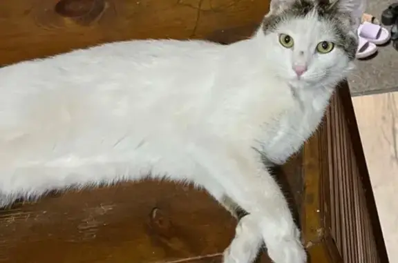 Пропала кошка, ул. Артёма, 1А, Воронеж