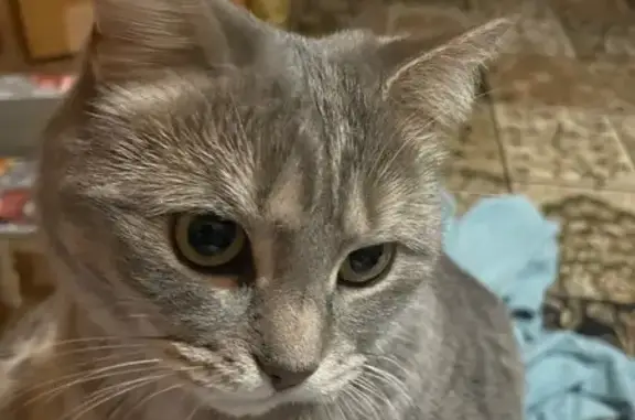 Пропала кошка, ул. Типанова, 149, Устье