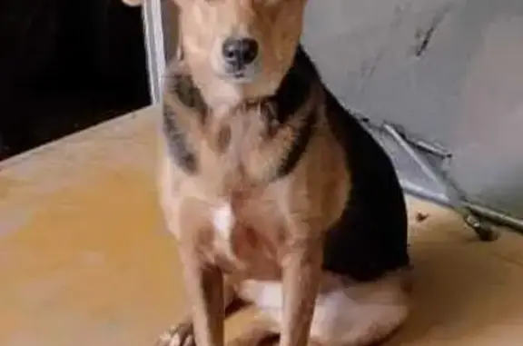 Объявления о пропавших и найденных животных, Асбест, фото: Пропала собака на Баженовской, Асбест