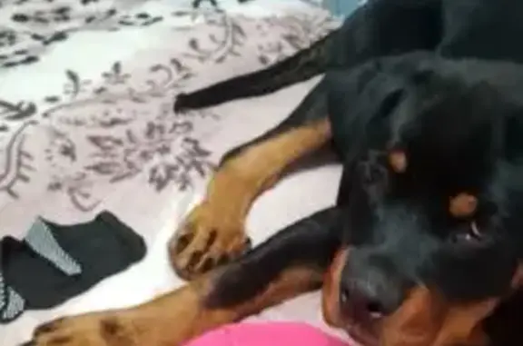 Пропала собака, Сосновая ул., 38, Бор