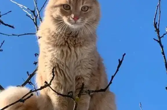 Кошки потеряшки, Тверь, фото: Потеряшка кошка, ул. 26 Июня, 2/19, Тверь
