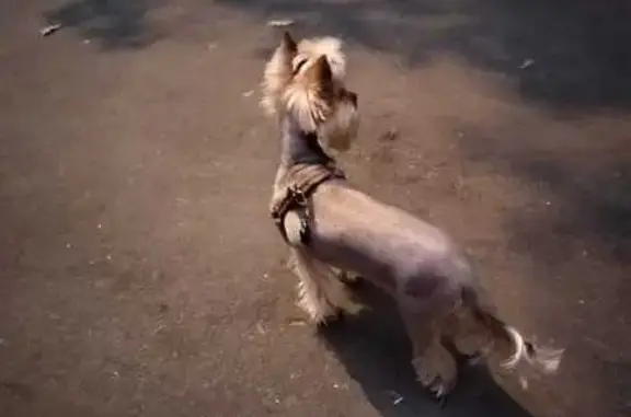 Собаки потеряшки, Москва, фото: Потеряшка собака, 16-я Парковая, 23