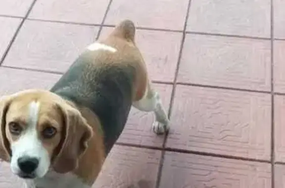 Собаки потеряшки, Ленинск-Кузнецкий, фото: Потеряшка собака, ул. Суворова, 192, Ленинск