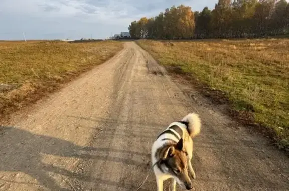 Пропала собака, ул. Ленина, Учалы