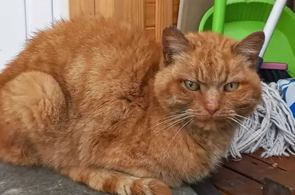 Найдена кошка, Юрюзань, фото: Найдена рыжая кошка, ул. Ленина, 20