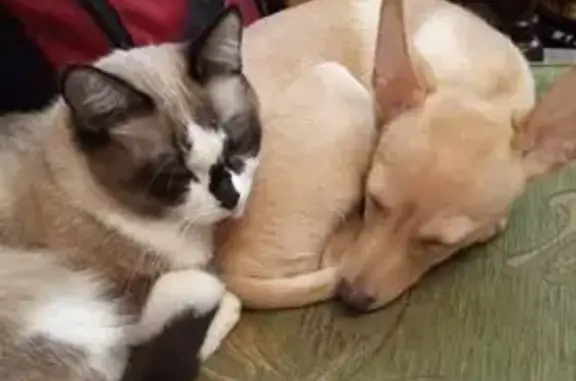 Собаки потеряшки, Екатеринбург, фото: Потеряшка рыжая собака, Малахитовый 8