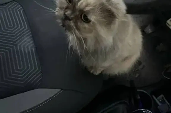 Пропала кошка, ул. Матросова 64, Чебаркуль