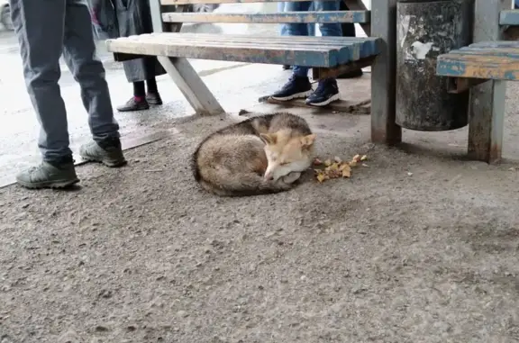 Собака найдена: Комсомольский пр., 54А