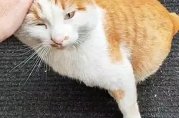 Рыжий кот найден на Полины Осипенко, 44