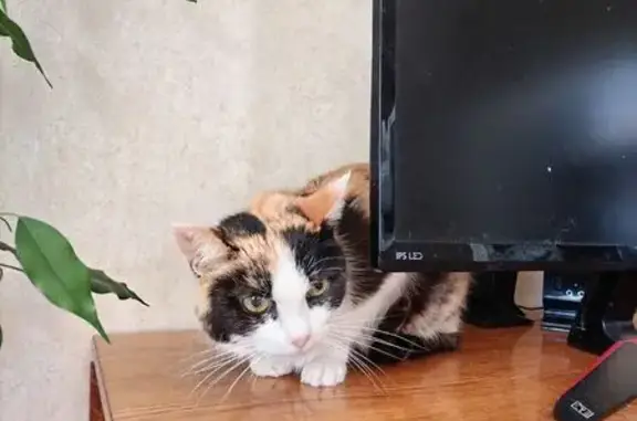 Найдена кошка, Чебоксары, фото: Кошка найдена: ул. Мичмана Павлова, 34