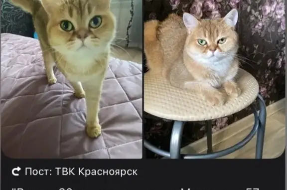 Кошки потеряшки, Красноярск, фото: Потеряшка кошка, ул. Кутузова 3, Красноярск