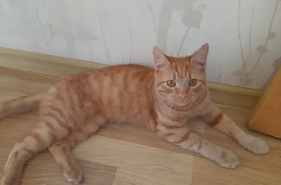 Найдена кошка, Воскресенка, фото: Найдена кошка на Молодогвардейский/Журавли