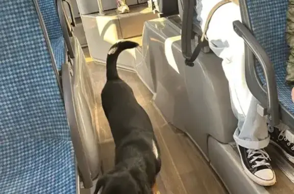 Собака найдена на Путейской улице, Москва