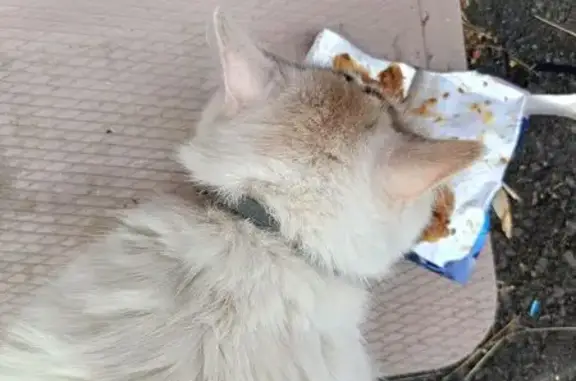 Найдена кошка, , фото: Кошка найдена: Интернациональная 27к4