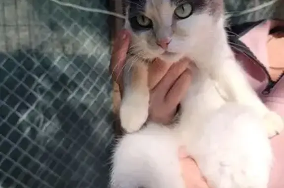 Найдена кошка, , фото: Найдена кошка, ул. Авроры, 16
