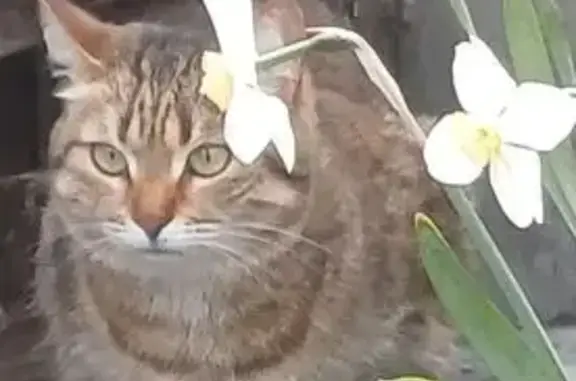 Кошки потеряшки, Стерлитамак, фото: Потеряшка кошка, Нежинская 6, Стерлитамак