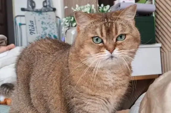 Кошки потеряшки, Пушкин, фото: Потеряшка кошка на Сапёрной 55 к2 с3