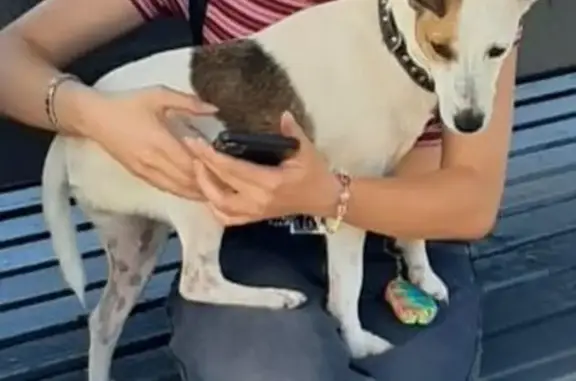 Найдена собака, коричневый ошейник, Сочи