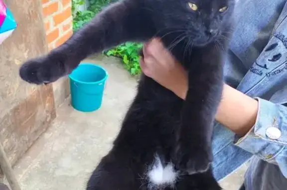 Найдена кошка, Майкоп, фото: Кошка найдена: ул. 9 Января, 62, Майкоп