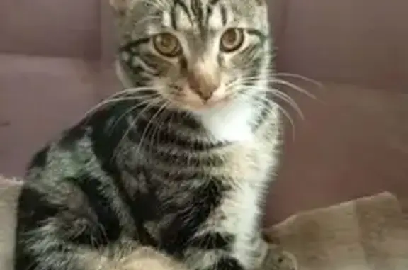 Пропала кошка на ул. Корзуна, 42, СПб