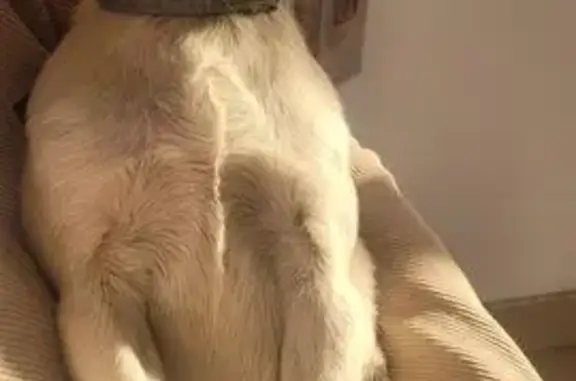 Найдена собака, Краснодар, фото: Собака найдена на Зелёной улице, 230