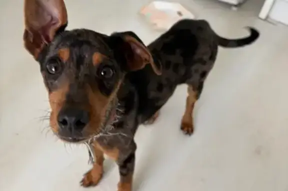 Объявления о пропавших и найденных животных, Южноуральск, фото: Мраморная собака найдена на Буландо, Южноуральск