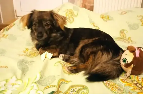 Пропала собака в Нювчиме, Коми