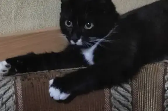 Пропала кошка, 2-я Садовая, Абакан