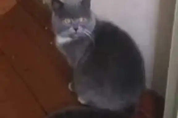Кошки потеряшки, Новокузнецк, фото: Потеряшка кошка, ул. Грдины, 9, Новокузнецк