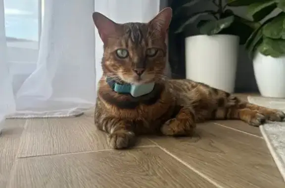 Потерянные животные Чебаркуль, фото: Пропала кошка, ул. Гецевича, 12, Чебаркуль