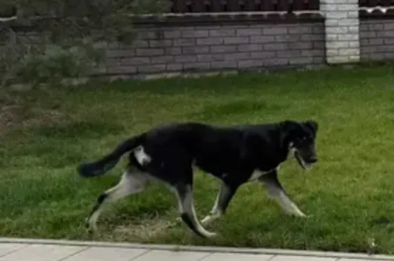 Найдена собака, , фото: Собака найдена: Зимёнковская ул, 1 к6