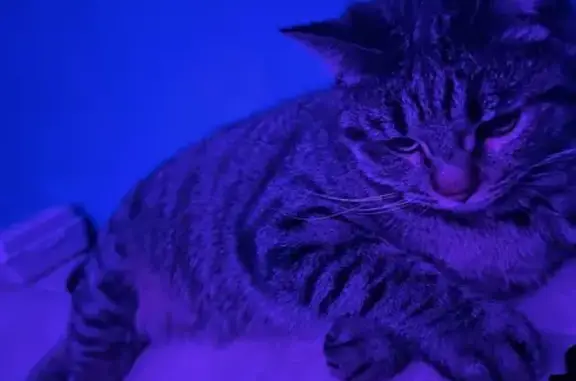 Кошки потеряшки, Ташкент, фото: Потеряшка кошка, Инжабад ул. 61, Ташкент