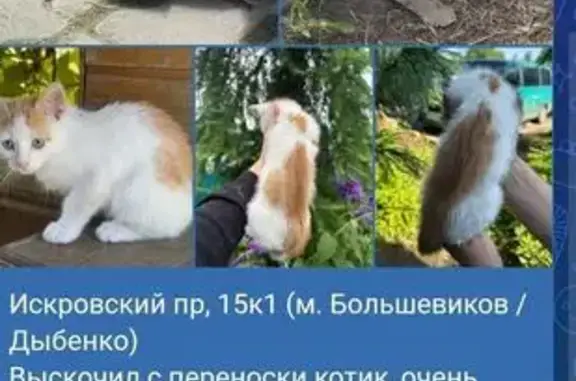 Найдена кошка, Санкт-Петербург, фото: Кошка найдена на Искровском пр., 15 к1