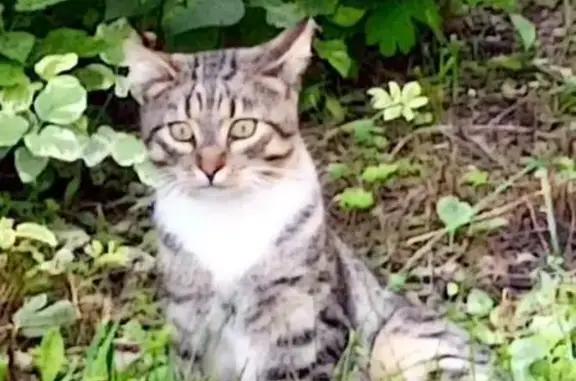 Серая кошка найдена на б-р Гусева, Тверь
