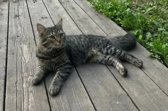 Кошки потеряшки, Самара, фото: Потеряшка кошка, Советская 75, Самара
