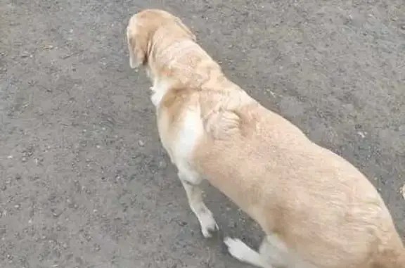 Найдена собака, Вологда, фото: Найдена собака, Пошехонское ш., 11А, Вологда