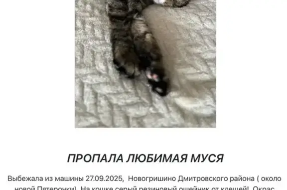 Кошки потеряшки, , фото: Потеряшка кошка в Новогришино, у Пятерочки