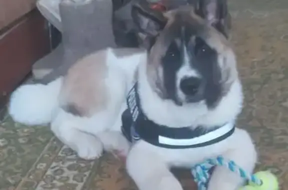 Пропала собака, Прохладная 5, Южноуральск