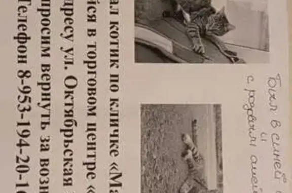 Пропала кошка в районе Октябрьской, Тула