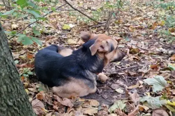 Собака найдена: ул. Богатырский Мост, Москва