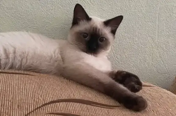 Пропала кошка, Ставропольская ул.