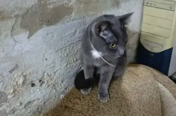 Найдена кошка, Тюмень, фото: Кошка найдена, Волочаевская ул., Тюмень