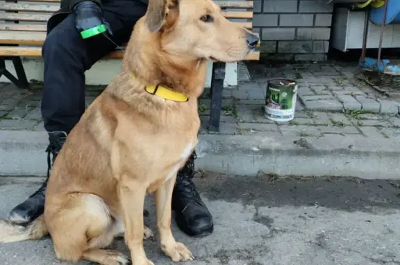 Найдена собака, Нижний Новгород, фото: Собака найдена, ул. Пушкина, 18, НН